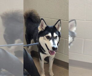 Siberian Husky Dogs for adoption in Derwood, MD, USA
