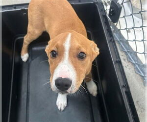 American Staffordshire Terrier-Unknown Mix Dogs for adoption in Raleigh, NC, USA