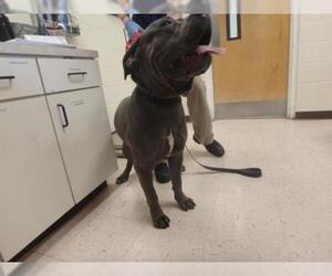 Mastiff Dogs for adoption in Naples, FL, USA