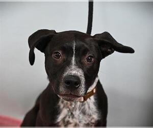 American Pit Bull Terrier Dogs for adoption in Fort Collins, CO, USA