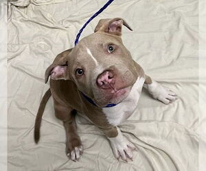 American Pit Bull Terrier-Unknown Mix Dogs for adoption in Las Vegas, NV, USA