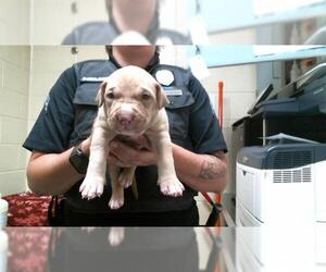 American Pit Bull Terrier Dogs for adoption in Denver, CO, USA