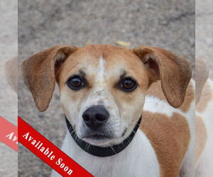 Beagle-Unknown Mix Dogs for adoption in Huntley, IL, USA