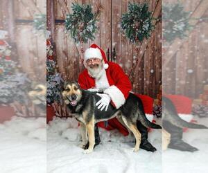 German Shepherd Dog-Unknown Mix Dogs for adoption in Rockwall, TX, USA