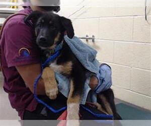 German Shepherd Dog Dogs for adoption in Denver, CO, USA