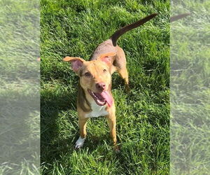 American Pit Bull Terrier-Unknown Mix Dogs for adoption in New York, NY, USA