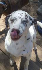 Dalmatian-Unknown Mix Dogs for adoption in Panama City, FL, USA