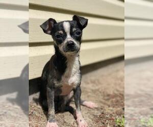 Chihuahua Dogs for adoption in Thonotosassa, FL, USA