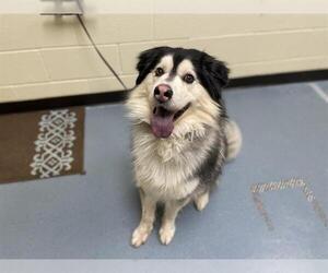 Alaskan Malamute-Unknown Mix Dogs for adoption in Denver, CO, USA