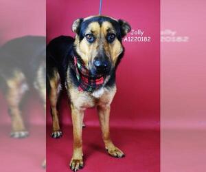 German Shepherd Dog Dogs for adoption in Bakersfield, CA, USA
