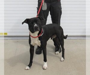 Boxador Dogs for adoption in Louisville, KY, USA