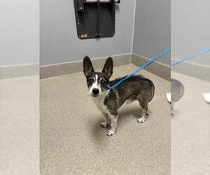 Chihuahua-Unknown Mix Dogs for adoption in Las Vegas, NV, USA