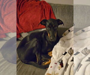Doberman Pinscher Dogs for adoption in Buffalo, MN, USA