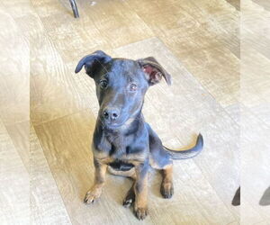 German Shepherd Dog-Unknown Mix Dogs for adoption in San Diego, CA, USA