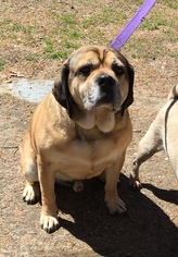 Pug Dogs for adoption in Calverton, NY, USA