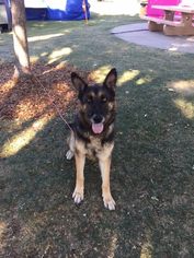 German Shepherd Dog Dogs for adoption in Vacaville, CA, USA