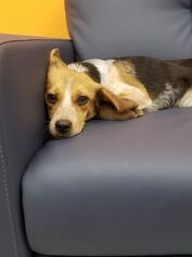 Beagle Dogs for adoption in Holly Springs, NC, USA