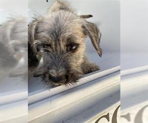 Miniature Schnauzer-Unknown Mix Dogs for adoption in Houston, TX, USA