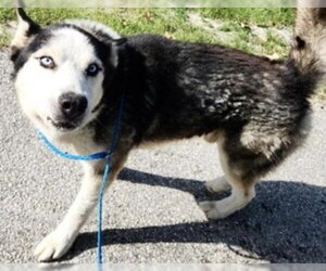 Alaskan Malamute-Unknown Mix Dogs for adoption in Houston, TX, USA