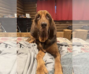 Bloodhound Dogs for adoption in Coralville, IA, USA