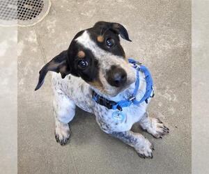 Mutt Dogs for adoption in Waterford, VA, USA