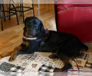 Rottweiler-Unknown Mix Dogs for adoption in Blairsville, GA, USA