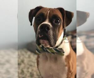 Boxer Dogs for adoption in Pembroke, GA, USA