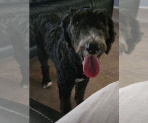 Poodle (Standard)-Unknown Mix Dogs for adoption in San Antonio, TX, USA