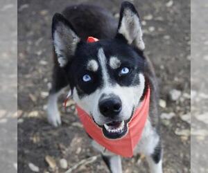 - Mix Dogs for adoption in San Antonio, TX, USA