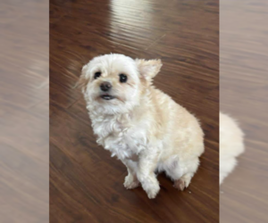 Mutt Dogs for adoption in Cranston, RI, USA