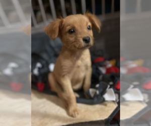 Medium Photo #1 Chiweenie Puppy For Sale in San Diego , CA, USA