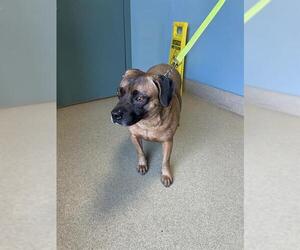 Beagle Dogs for adoption in Newton, NC, USA