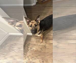 German Shepherd Dog Dogs for adoption in Modesto, CA, USA