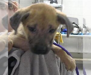 Labrador Retriever-Unknown Mix Dogs for adoption in Pasadena, TX, USA