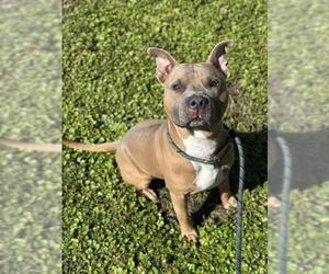 American Staffordshire Terrier-Unknown Mix Dogs for adoption in Fort Lauderdale, FL, USA