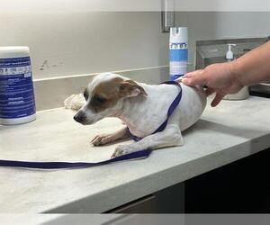 Chihuahua Dogs for adoption in Baytown, TX, USA