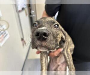 American Pit Bull Terrier-Unknown Mix Dogs for adoption in Visalia, CA, USA