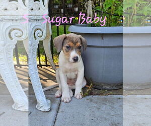 Mutt Dogs for adoption in Sterling, MA, USA