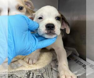 Boxer-Unknown Mix Dogs for adoption in San Antonio, TX, USA
