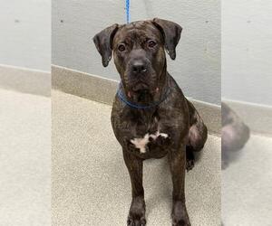 Presa Canario-Unknown Mix Dogs for adoption in Las Vegas, NV, USA