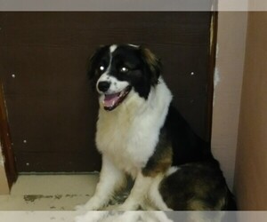 Border-Aussie Dogs for adoption in Roanoke, TX, USA