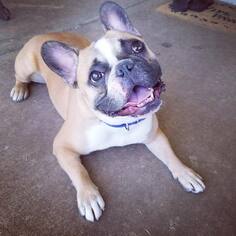 French Bulldog Dogs for adoption in Tempe, AZ, USA