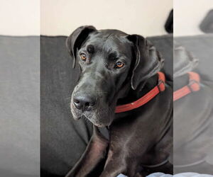Great Dane Dogs for adoption in Bullard, TX, USA