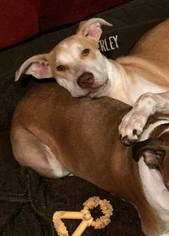 Catahoula Leopard Dog-Labrador Retriever Mix Dogs for adoption in Denton, TX, USA