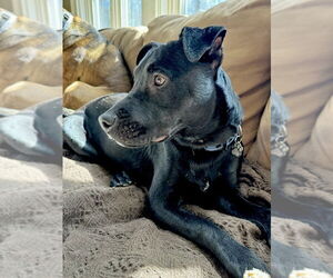 American Staffordshire Terrier-Labrador Retriever Mix Dogs for adoption in Brewster, NY, USA