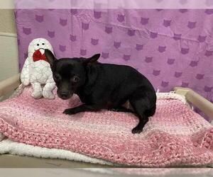 Chihuahua Dogs for adoption in Modesto, CA, USA