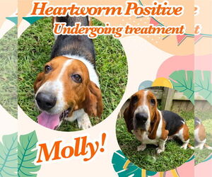 Basset Hound Dogs for adoption in Brookville, OH, USA