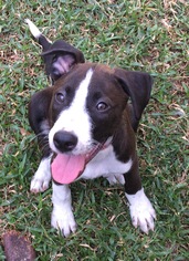 Medium Photo #1 German Shepherd Dog-Unknown Mix Puppy For Sale in Royal Palm Beach, FL, USA