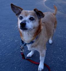 Chihuahua Dogs for adoption in Seal Beach, CA, USA