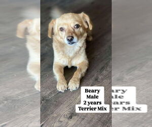 Chihuahua-Unknown Mix Dogs for adoption in San Diego, CA, USA
